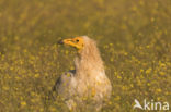 Egyptian vulture (Neophron percnopterus)