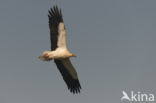 Egyptian vulture (Neophron percnopterus)