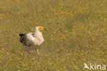 Egyptian vulture (Neophron percnopterus)