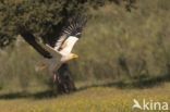 Egyptian vulture (Neophron percnopterus)