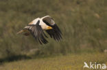 Egyptian vulture (Neophron percnopterus)