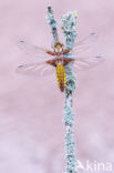 Platbuik (Libellula depressa)