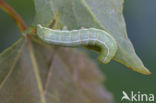 Clouded Drab (Orthosia incerta)