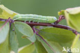 Clouded Drab (Orthosia incerta)