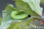 Brindled Green (Dryobotodes eremita)