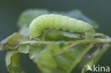 Brindled Green (Dryobotodes eremita)