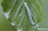 Kleine voorjaarsuil (Orthosia cruda)