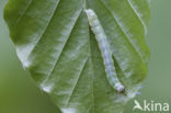 Small Quaker (Orthosia cruda)