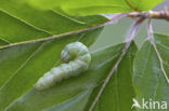 Kleine voorjaarsuil (Orthosia cruda)