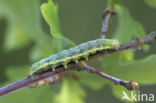 Kleine voorjaarsuil (Orthosia cruda)