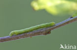 Voorjaarsboomspanner (Alsophila aescularia)