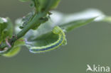 Maantandvlinder (Drymonia ruficornis)