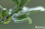 Maantandvlinder (Drymonia ruficornis)