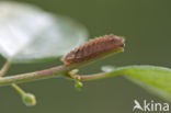 Purple Hairstreak (Neozephyrus quercus)