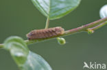 Purple Hairstreak (Neozephyrus quercus)