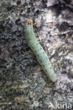 Lente-orvlinder (Achlya flavicornis)