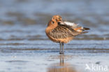 Bar-tailed Godwit (Limosa lapponica)