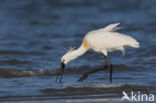 Lepelaar (Platalea leucorodia)