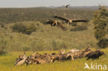 Eurasian Griffon (Gyps fulvus)