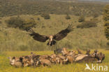 Eurasian Griffon (Gyps fulvus)