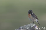 European Stonechat (Saxicola rubicola)