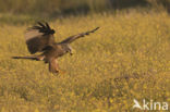 Black Kite (Milvus migrans)