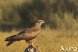 Black Kite (Milvus migrans)