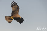 Black Kite (Milvus migrans)