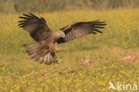 Black Kite (Milvus migrans)