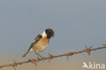 European Stonechat (Saxicola rubicola)