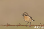 European Stonechat (Saxicola rubicola)