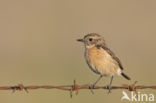 European Stonechat (Saxicola rubicola)