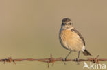 European Stonechat (Saxicola rubicola)