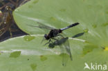 Sierlijke witsnuitlibel (Leucorrhinia caudalis)