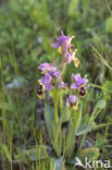 wolzwever (ophrys tethredinifera)