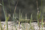 Jewelled lacerta (Lacerta lepida)