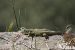 Jewelled lacerta (Lacerta lepida)