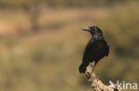 Raaf (Corvus corax)