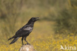 Raaf (Corvus corax)