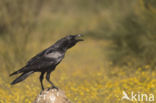 Raaf (Corvus corax)