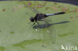 Sierlijke witsnuitlibel (Leucorrhinia caudalis)