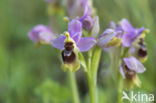 wolzwever (ophrys tethredinifera)