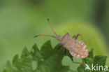 squashbug (Coreus marginatus)