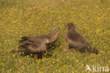 Black Kite (Milvus migrans)