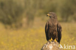 Zwarte Wouw (Milvus migrans)