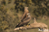 Zwarte Wouw (Milvus migrans)