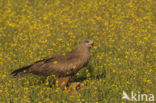 Black Kite (Milvus migrans)