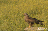 Black Kite (Milvus migrans)