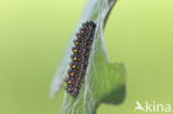 Bosparelmoervlinder (Melitaea athalia)