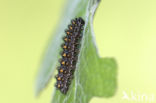 Bosparelmoervlinder (Melitaea athalia)